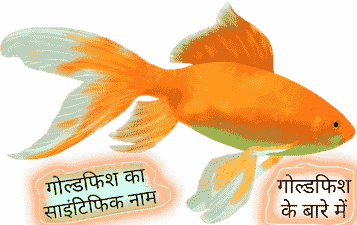 Goldfish ka scientific naam kya hai