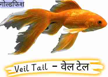 Goldfish Veil Tail